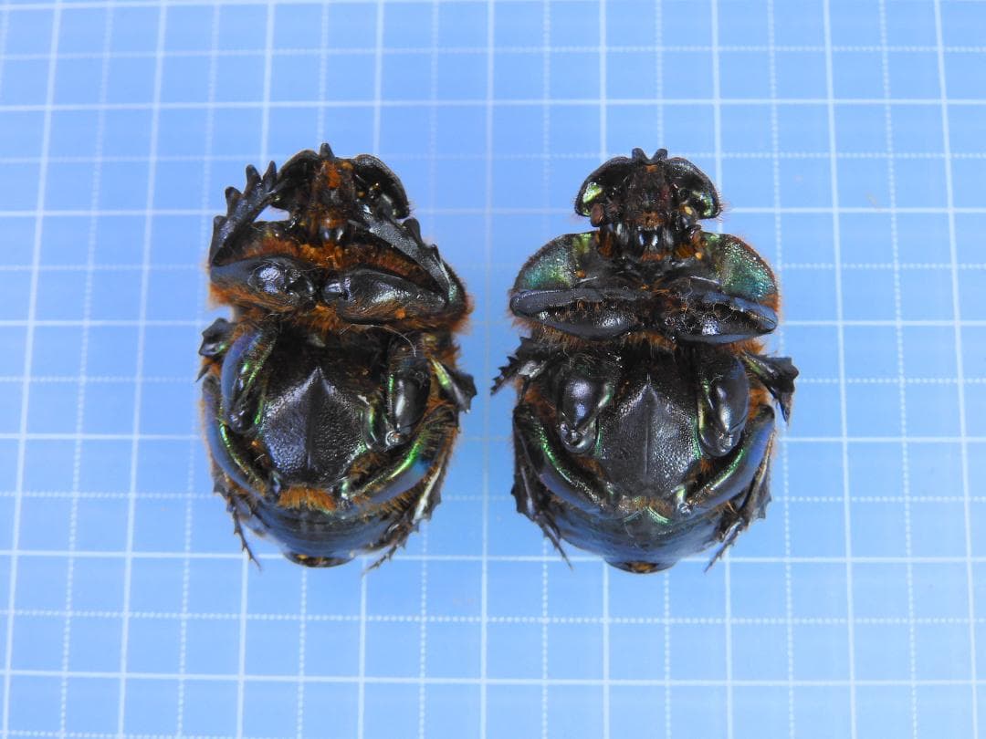 標本 Coprophanaeus bonariensis 33mm 32mm