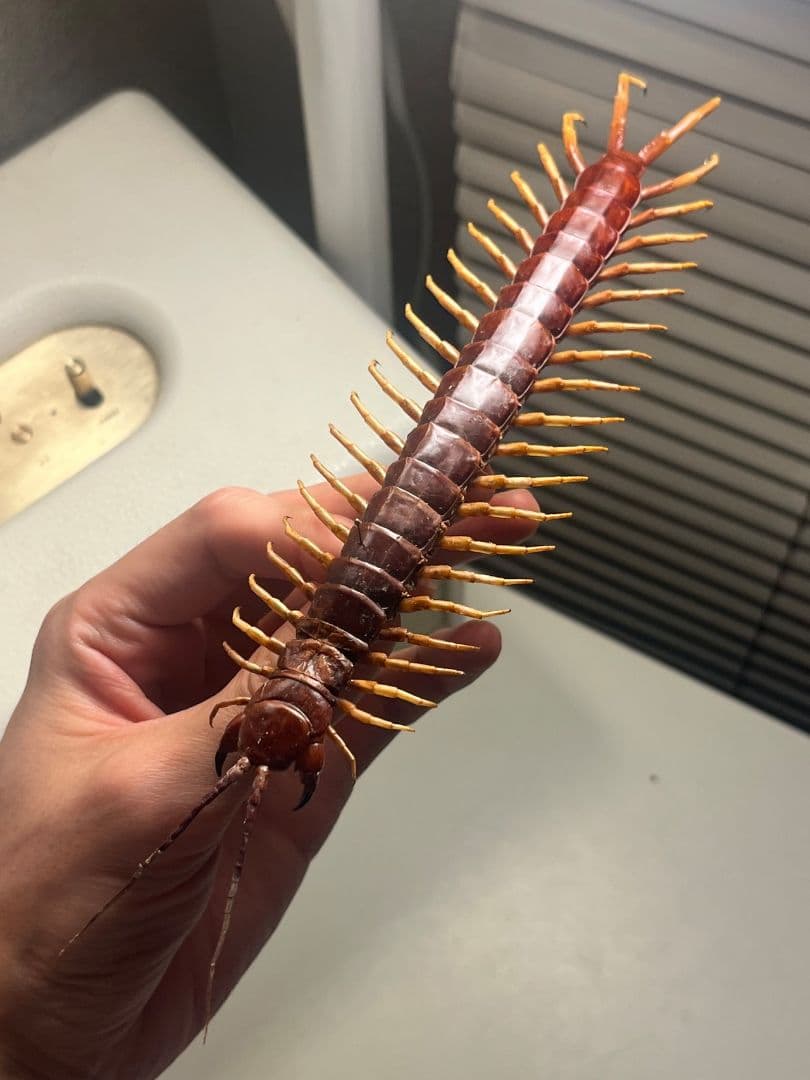 【百足最大種】ペルビアンホワイトレッグセンチピード 全長22cm程　標本　奇蟲