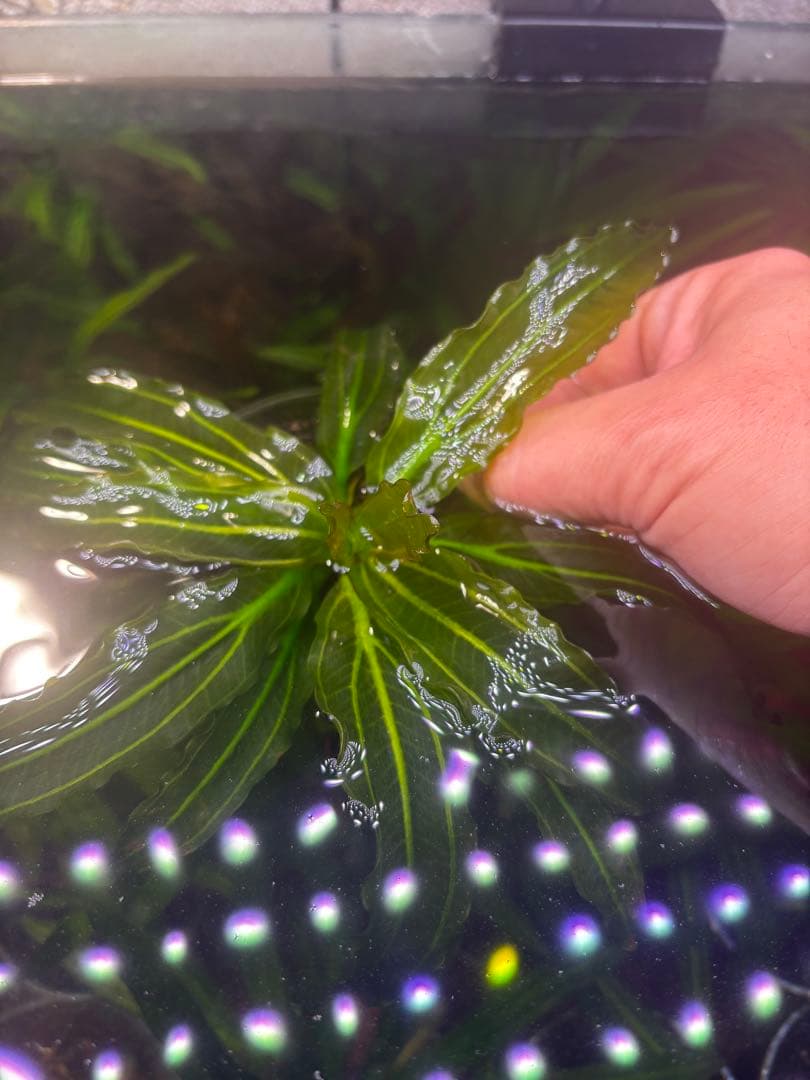 エキノドルス　サイサリス　AZ1110-18RS