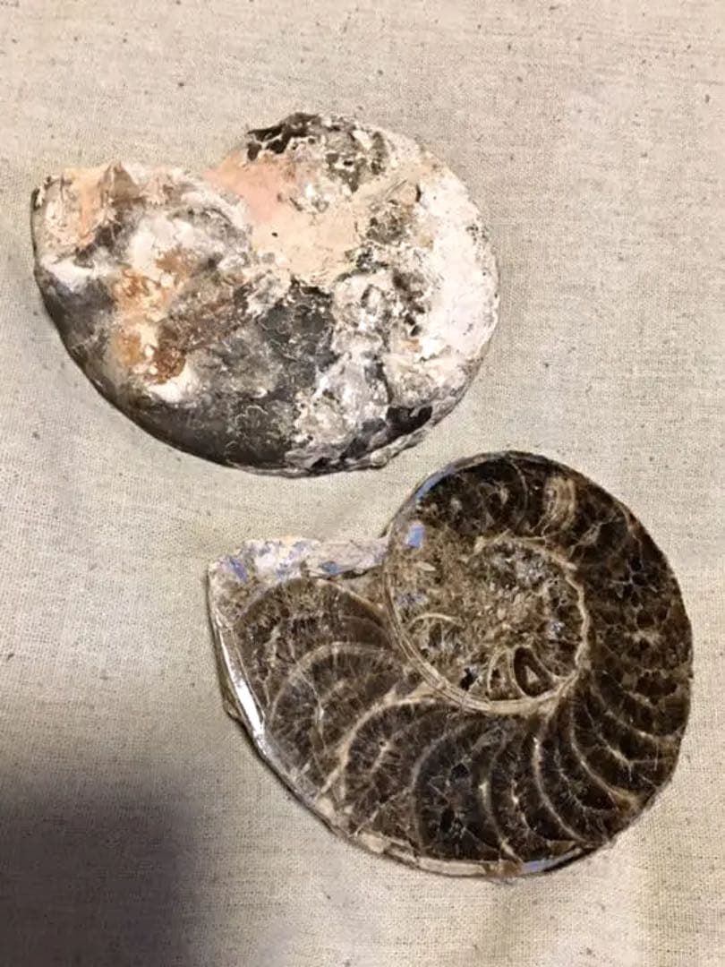 教材にも☆ アンモナイト 化石 スライス一対