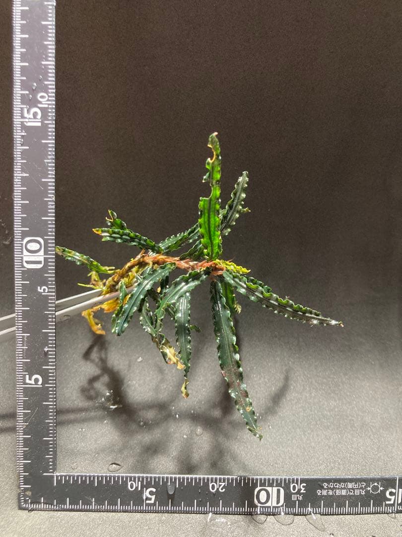 Bucephalandra sp.バンジャルバルダークグリーン(水上葉)