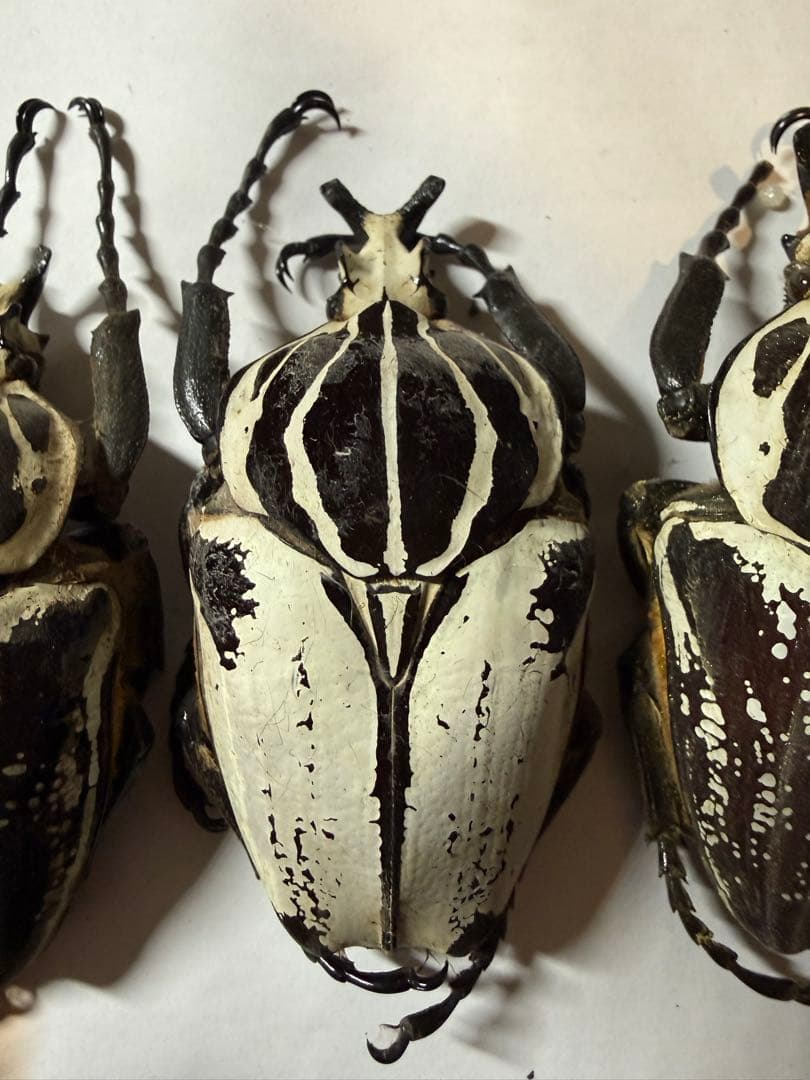 カメルーン　ゴライアスオオツノハナムグリ　4頭　B品含みます