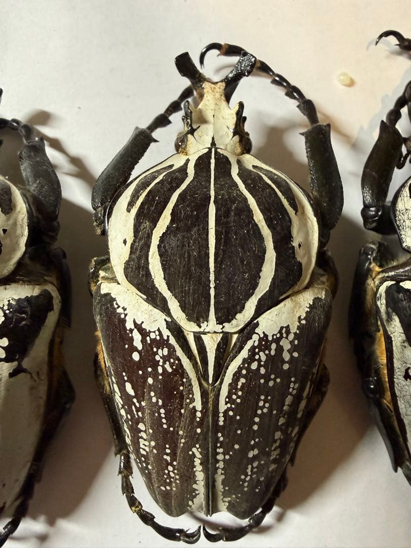 カメルーン　ゴライアスオオツノハナムグリ　4頭　B品含みます
