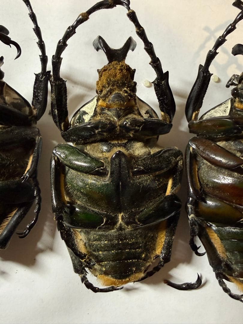 カメルーン　ゴライアスオオツノハナムグリ　4頭　B品含みます