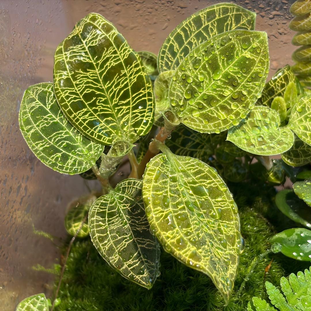 苔テラリウム　植物育成LED付