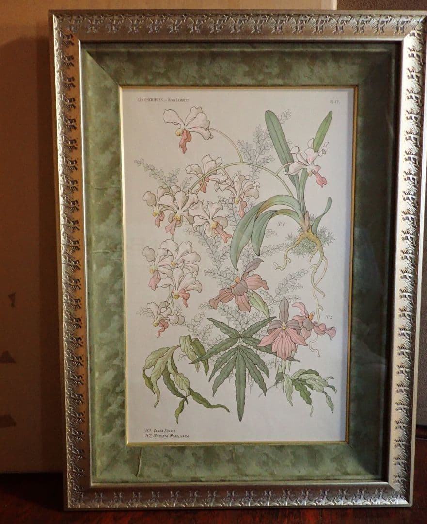 アンティークプリント○ランバート「蘭」1885年