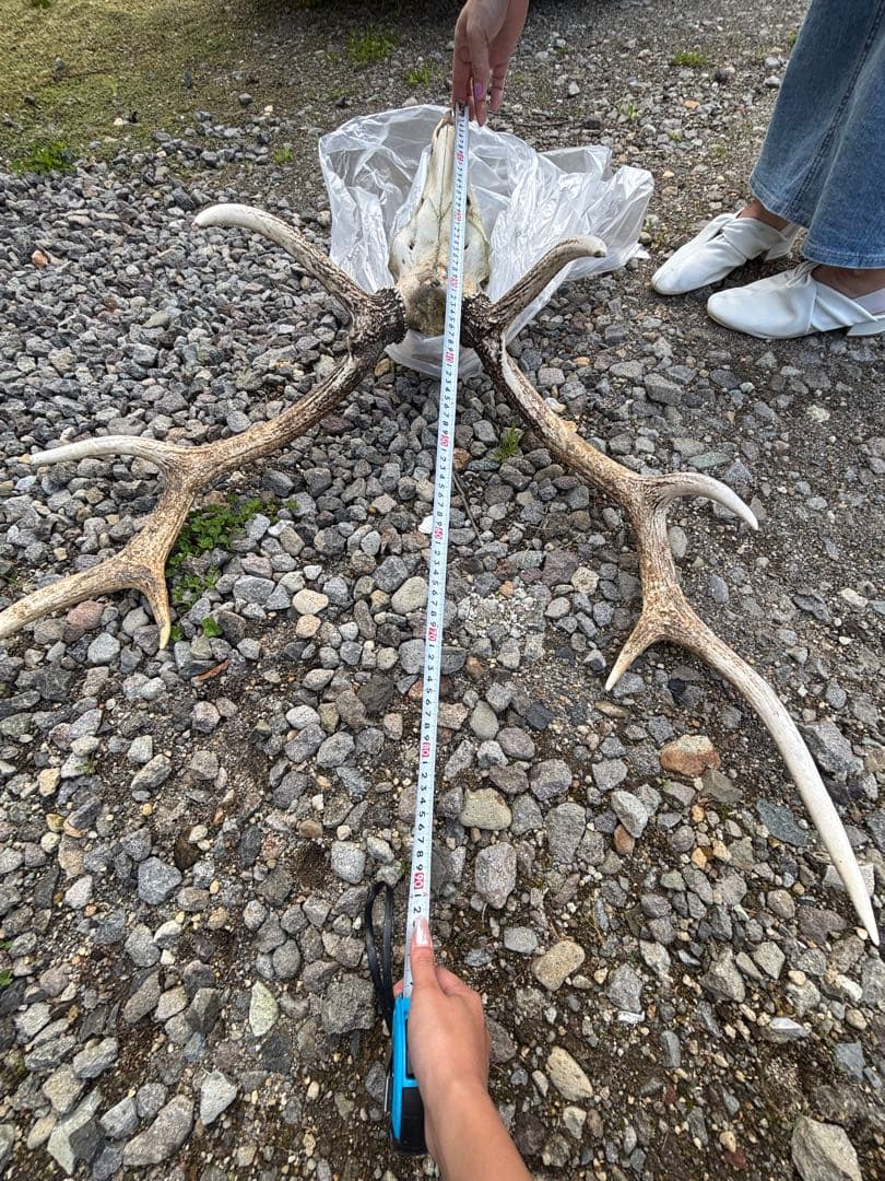 エゾシカの頭骨