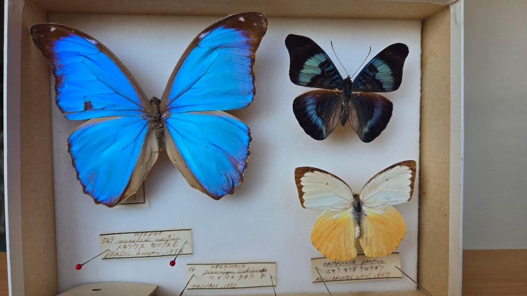 週末セール【レア年代物値下げ】蝶 標本 3種 1970年代物