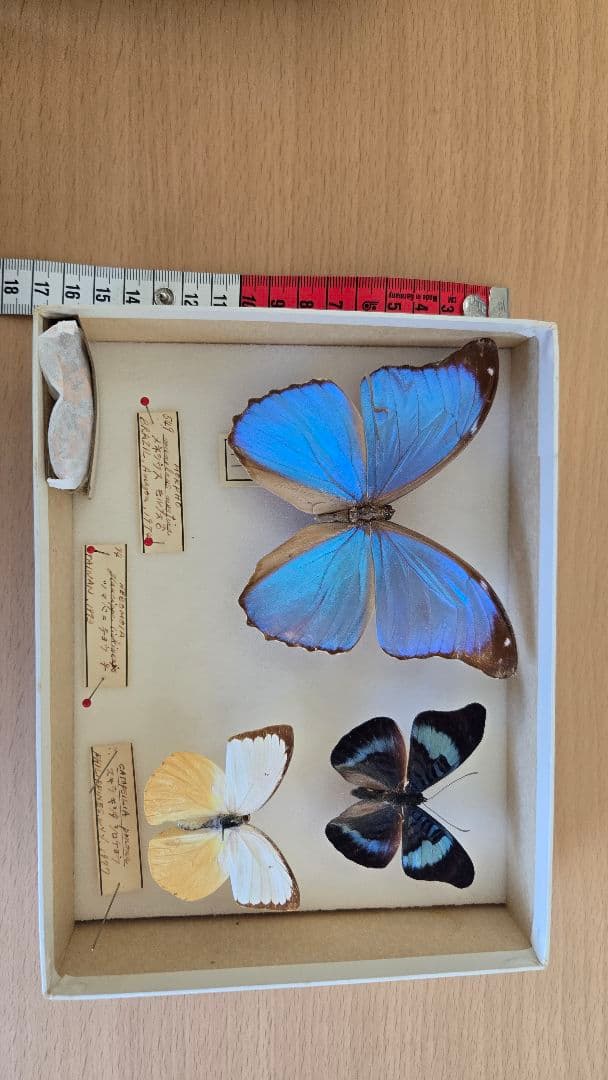 週末セール【レア年代物値下げ】蝶 標本 3種 1970年代物