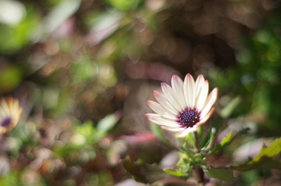 作例有・光学美品✨ PENTAX スーパータクマー 55mm f1.8 後期