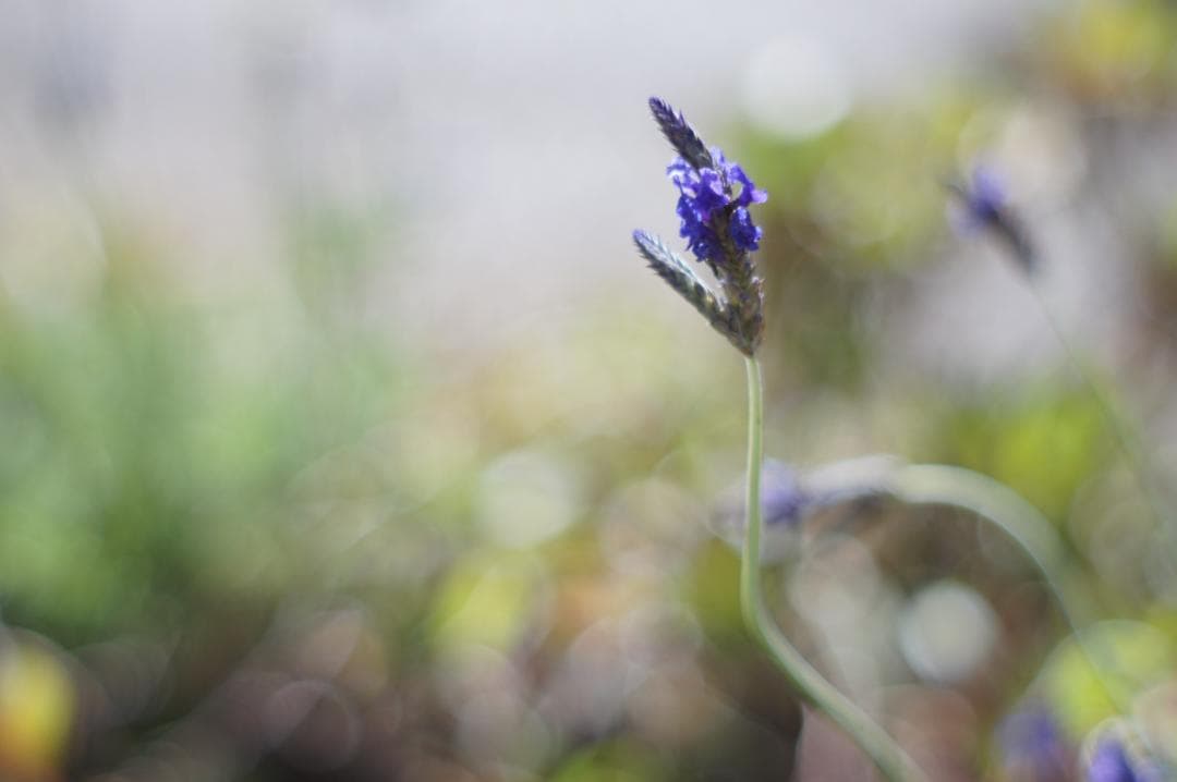作例有・光学美品✨ PENTAX スーパータクマー 55mm f1.8 後期