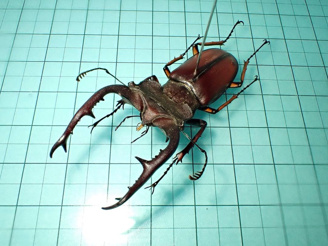 【標本】フジタミヤマクワガタ　ベトナム産　54.3ミリ　野外品