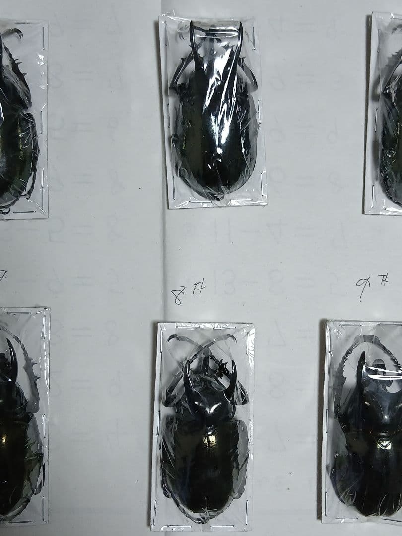 南洋大兜虫・甲虫標本（カブトムシ／サイカブト）