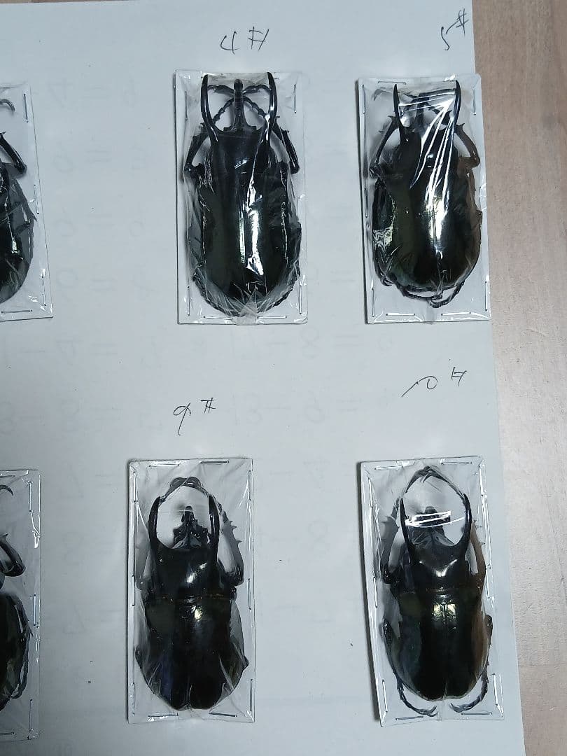 南洋大兜虫・甲虫標本（カブトムシ／サイカブト）