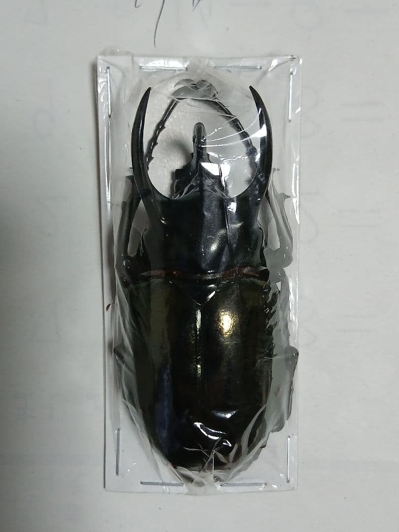 南洋大兜虫・甲虫標本（カブトムシ／サイカブト）