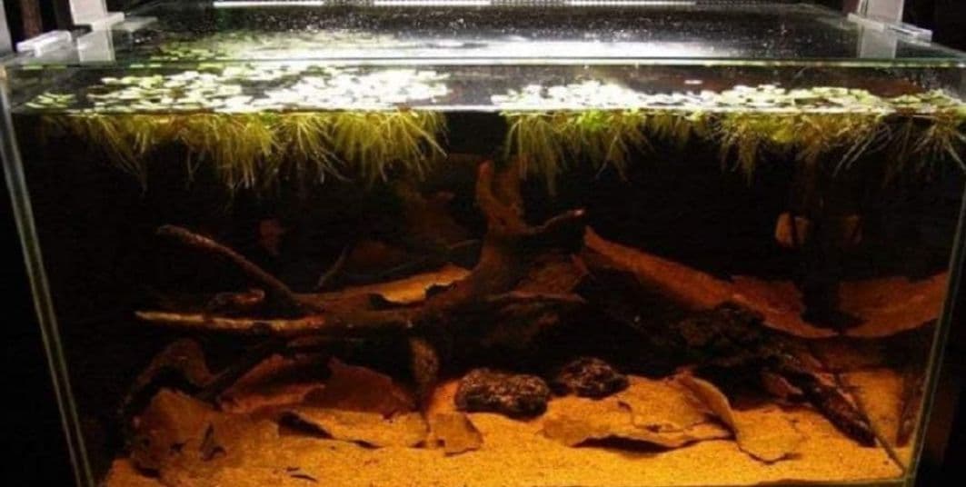 大小様々　無農薬マジックリーフ　天然ももたまな葉　　1000枚