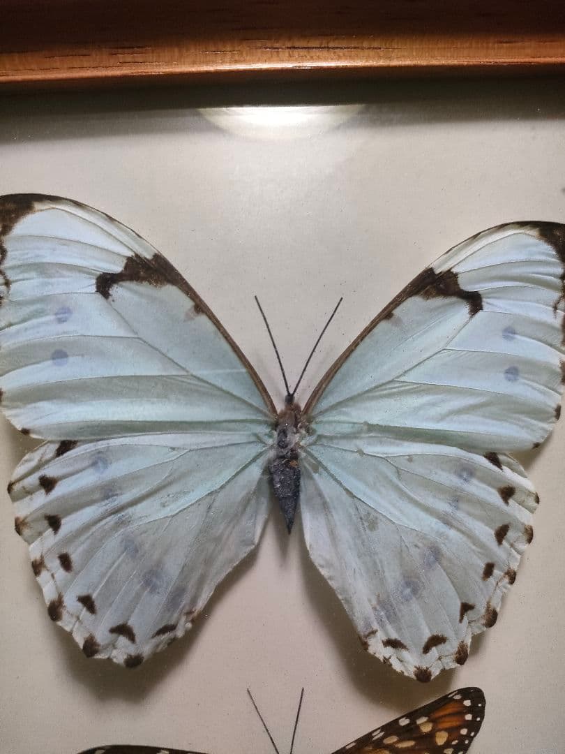 蝶の標本　モルフォ蝶など大小10点