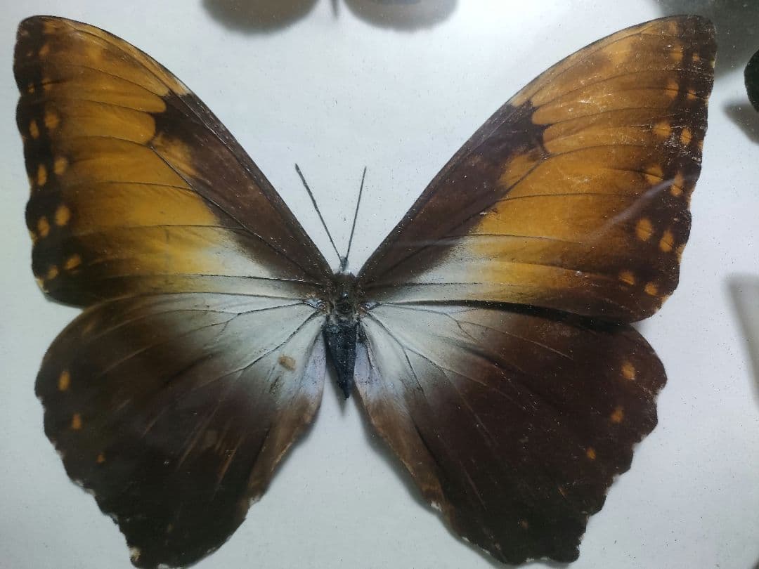 蝶の標本　モルフォ蝶など大小10点