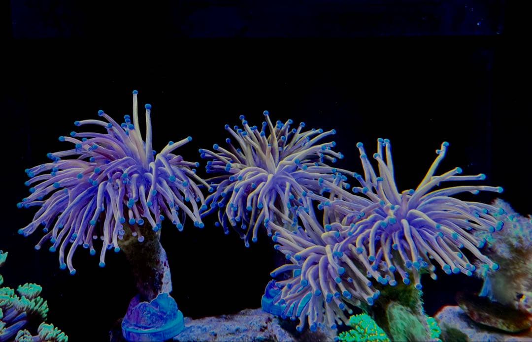 Gold tochi 1 へっど