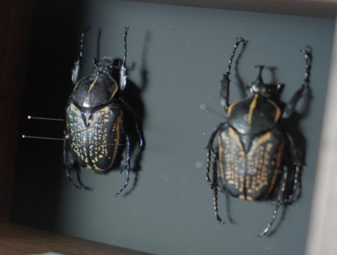 イカリノハナムグリ標本 2匹セット 黒と金