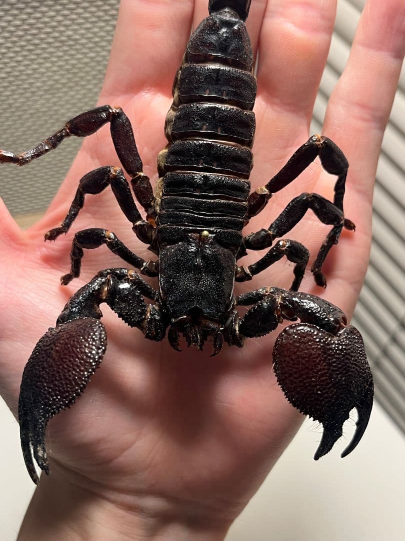 【150mm程】ダイオウサソリ エンペラースコーピオンムカデセンチピード