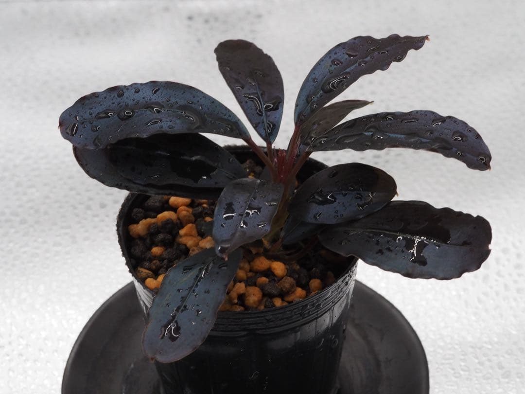 ブセファランドラ sp. \