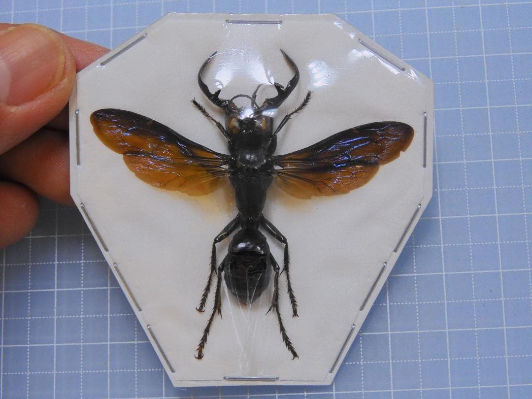 標本 Sulawesi Megalara garuda 55mm(wings)