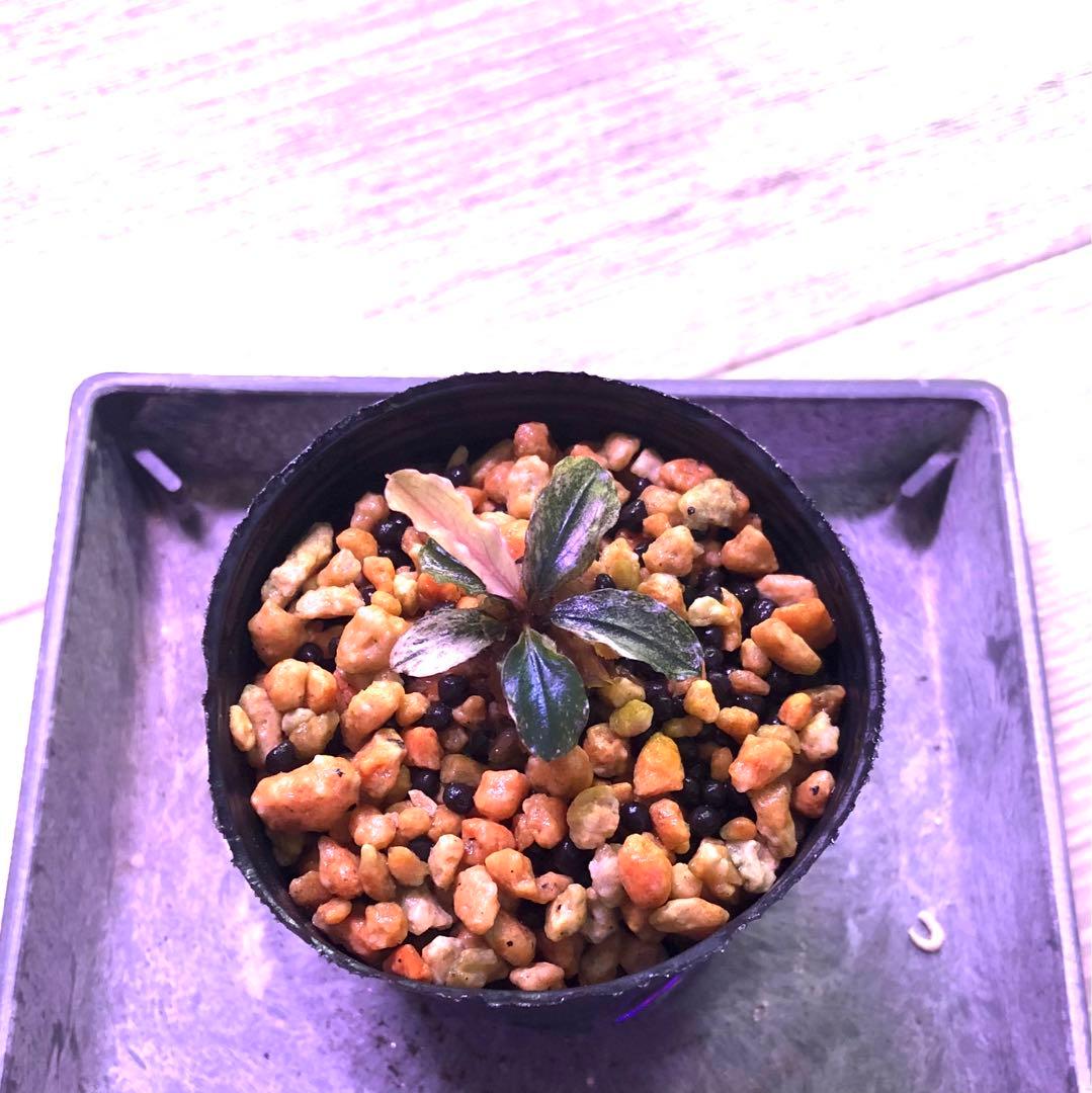 陰性水草【ブセファランドラ】Pink Variegata ピンクバリエガータ