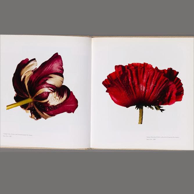 芸術写真 Still Life | Irving Penn
