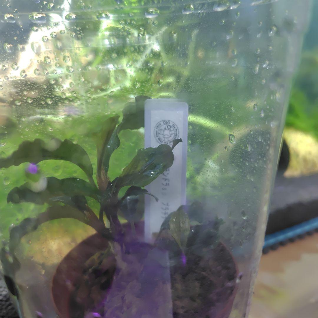 ブセファランドラ　激激レア　プラチナ水上葉　一株