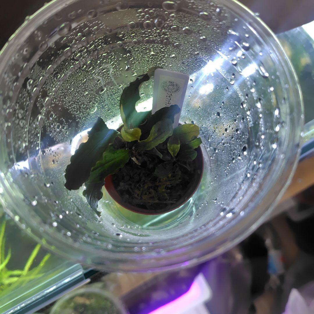 ブセファランドラ　激激レア　プラチナ水上葉　一株