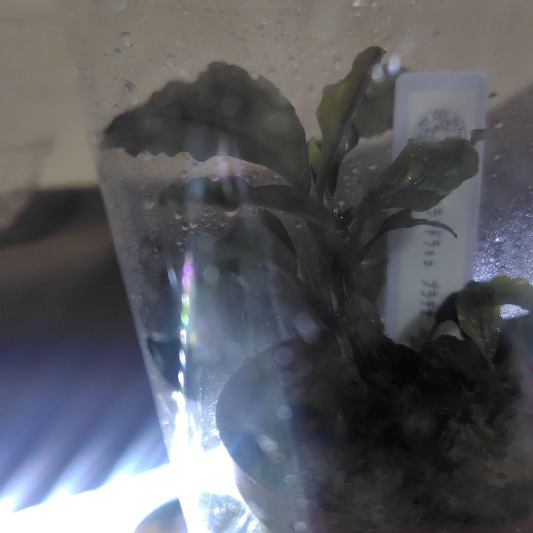 ブセファランドラ　激激レア　プラチナ水上葉　一株