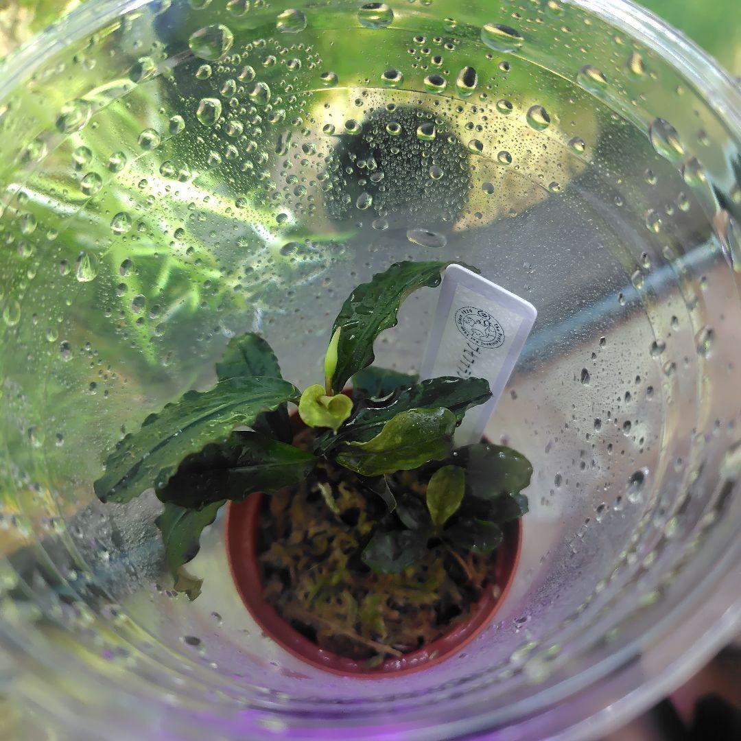 ブセファランドラ　激激レア　プラチナ水上葉　一株