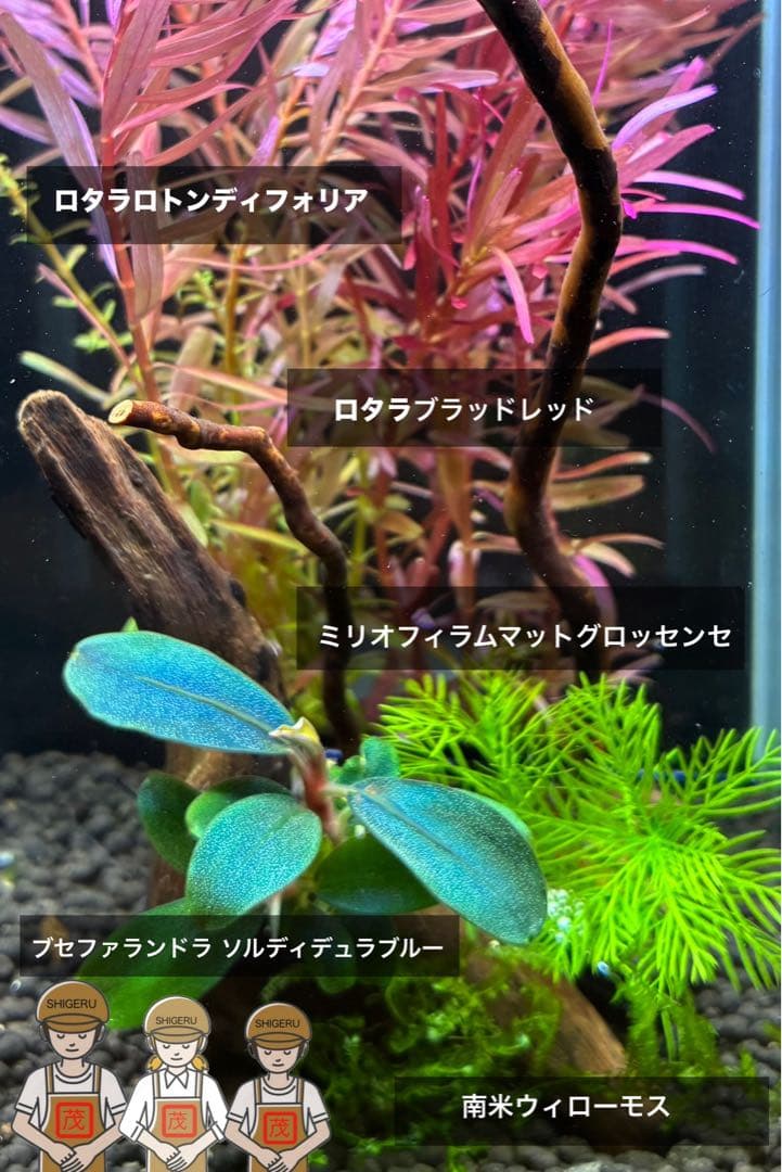 水草茂「llic Blue」（水草＋流木セット）