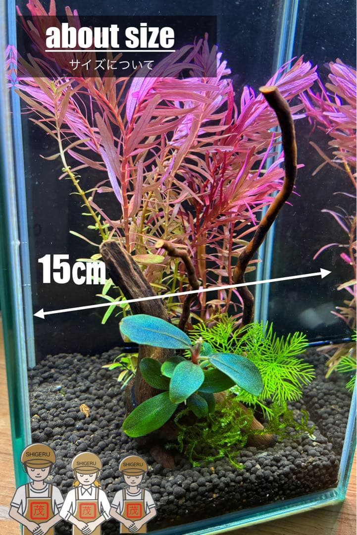 水草茂「llic Blue」（水草＋流木セット）