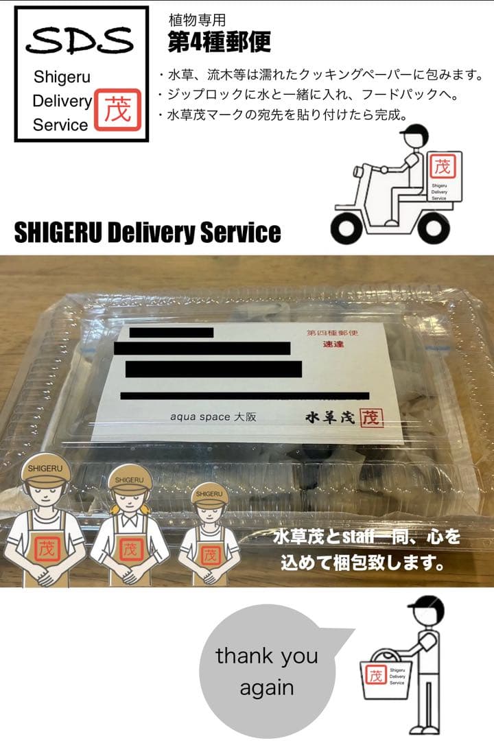 水草茂「llic Blue」（水草＋流木セット）