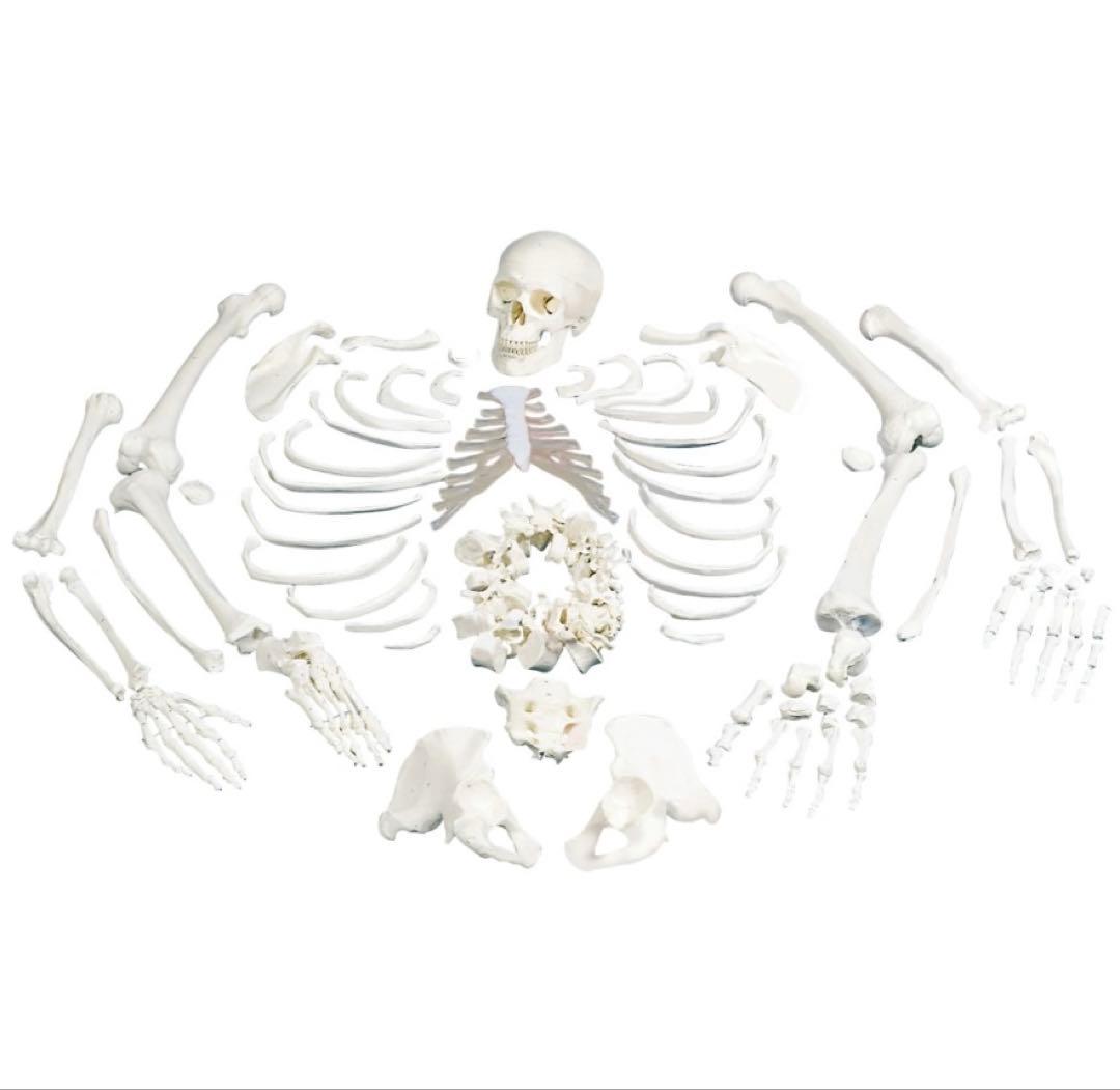骨格分離モデル（全身） - 3B Smart Anatomy