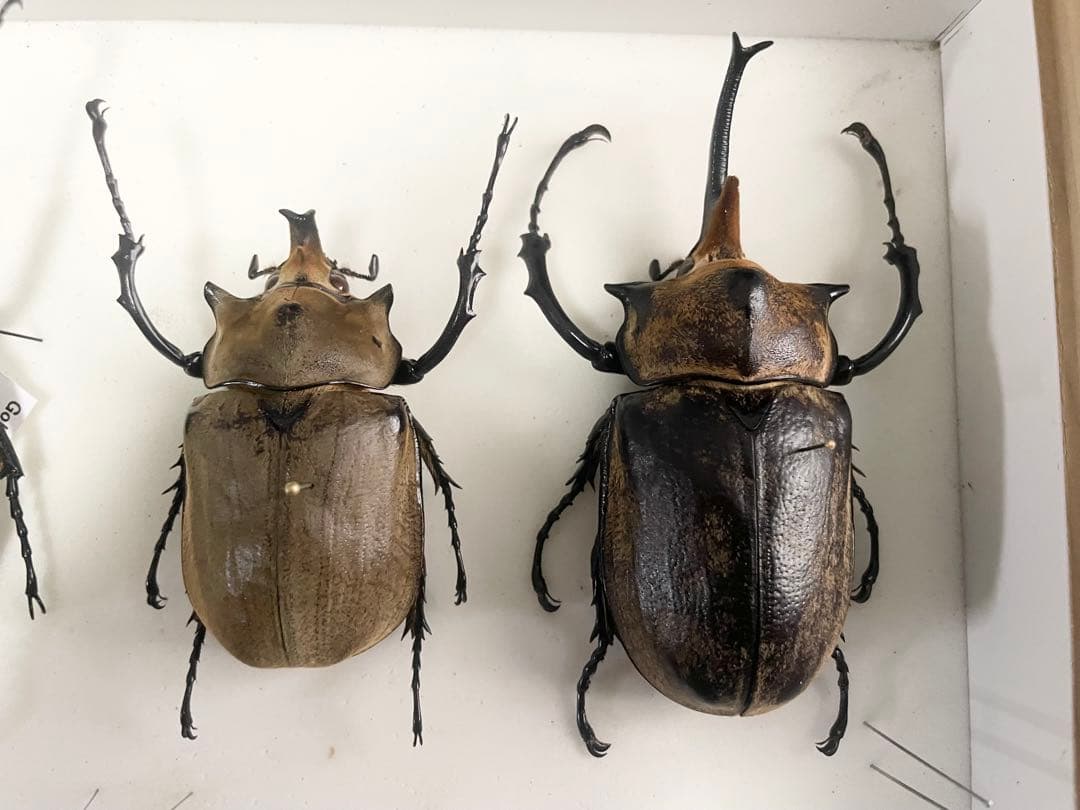 ゾウカブト　2頭