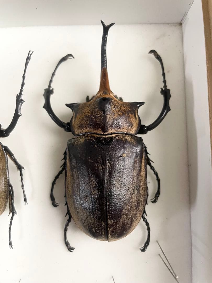 ゾウカブト　2頭