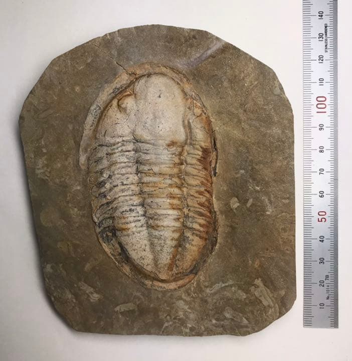 三葉虫　化石　アサフス　触覚❣️