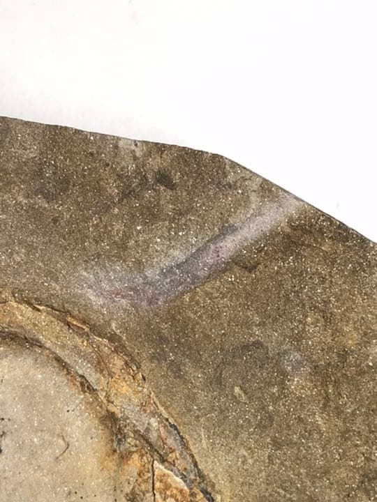 三葉虫　化石　アサフス　触覚❣️