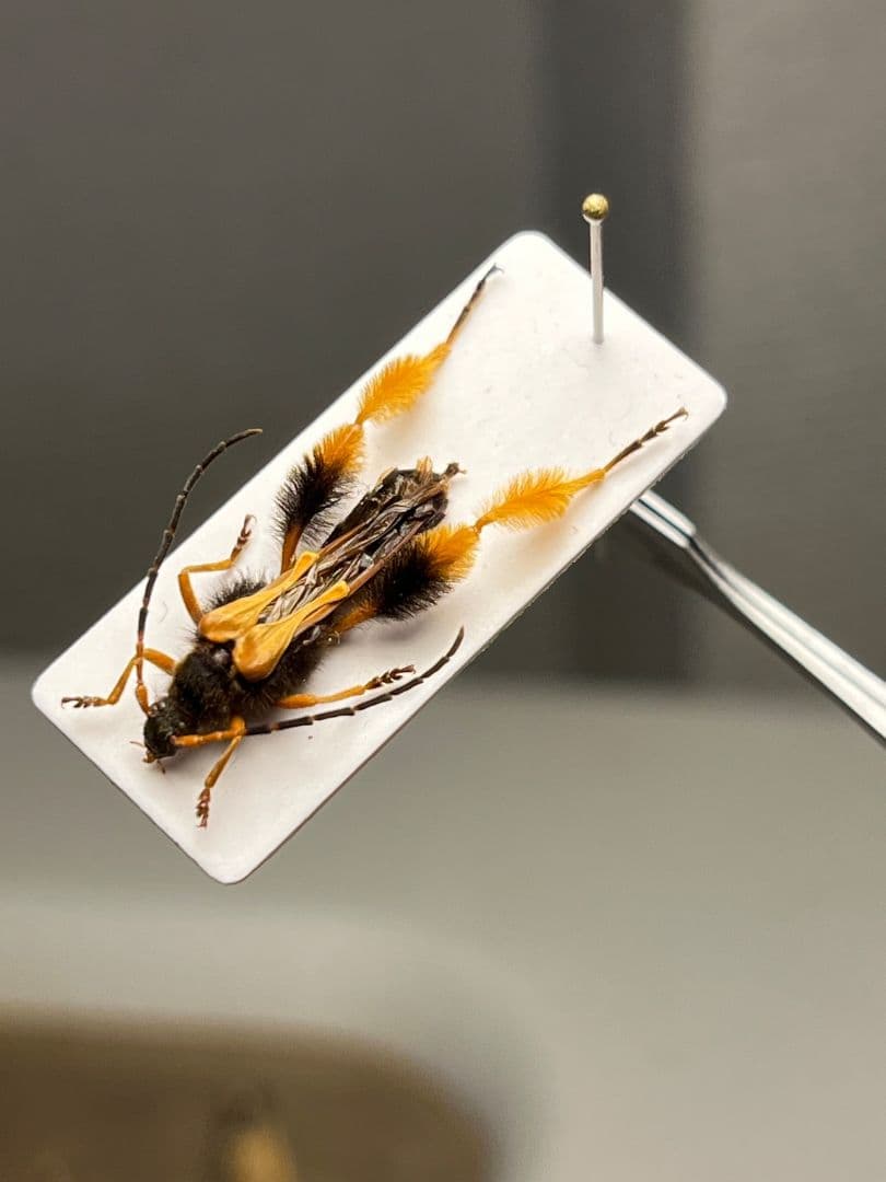 【天牛最美麗種】チリケブカホソコバネカミキリ 標本 とんでもない甲虫