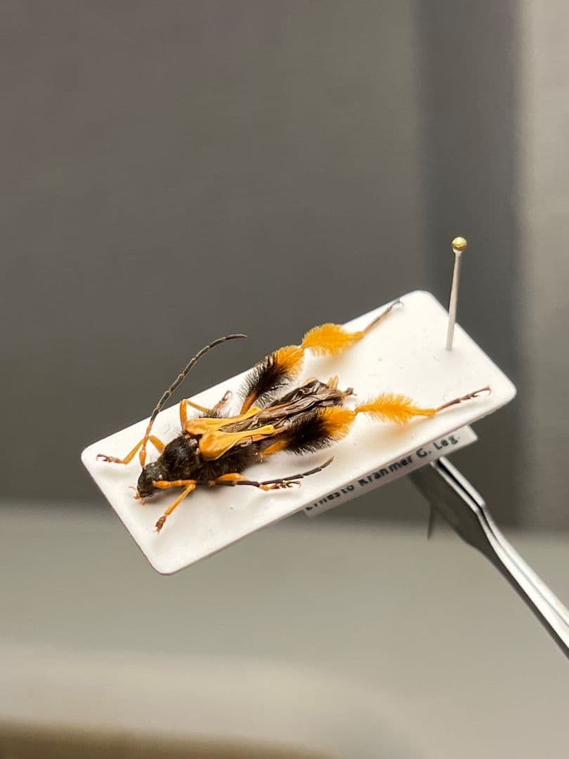 【天牛最美麗種】チリケブカホソコバネカミキリ 標本 とんでもない甲虫