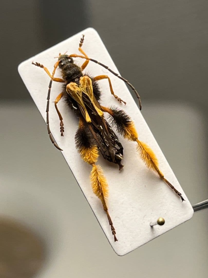 【天牛最美麗種】チリケブカホソコバネカミキリ 標本 とんでもない甲虫