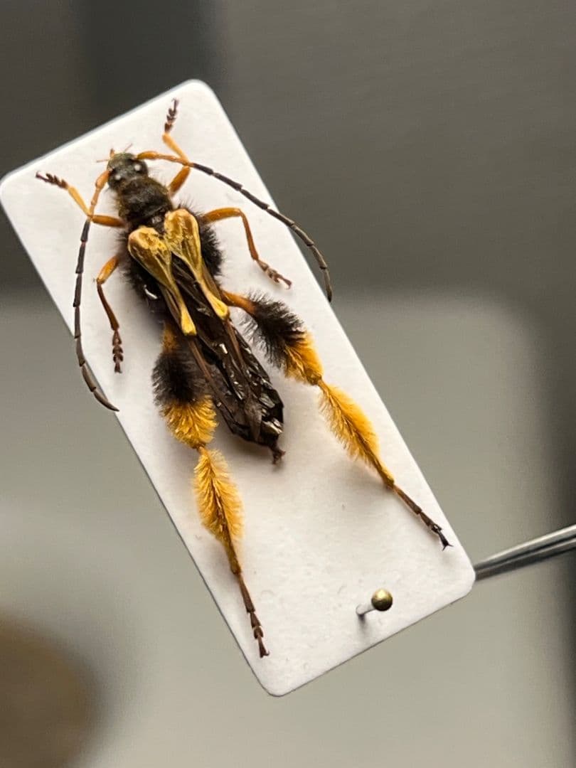 【天牛最美麗種】チリケブカホソコバネカミキリ 標本 とんでもない甲虫