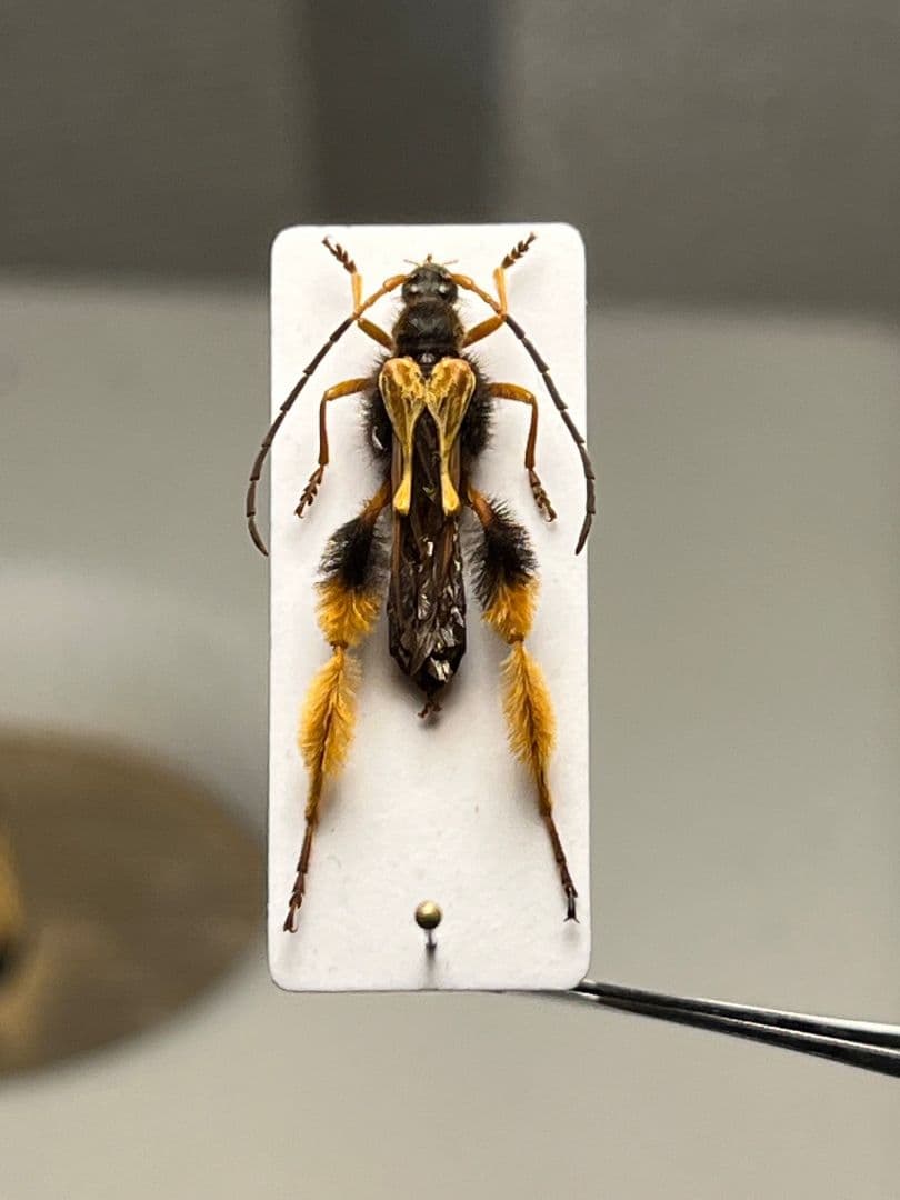 【天牛最美麗種】チリケブカホソコバネカミキリ 標本 とんでもない甲虫