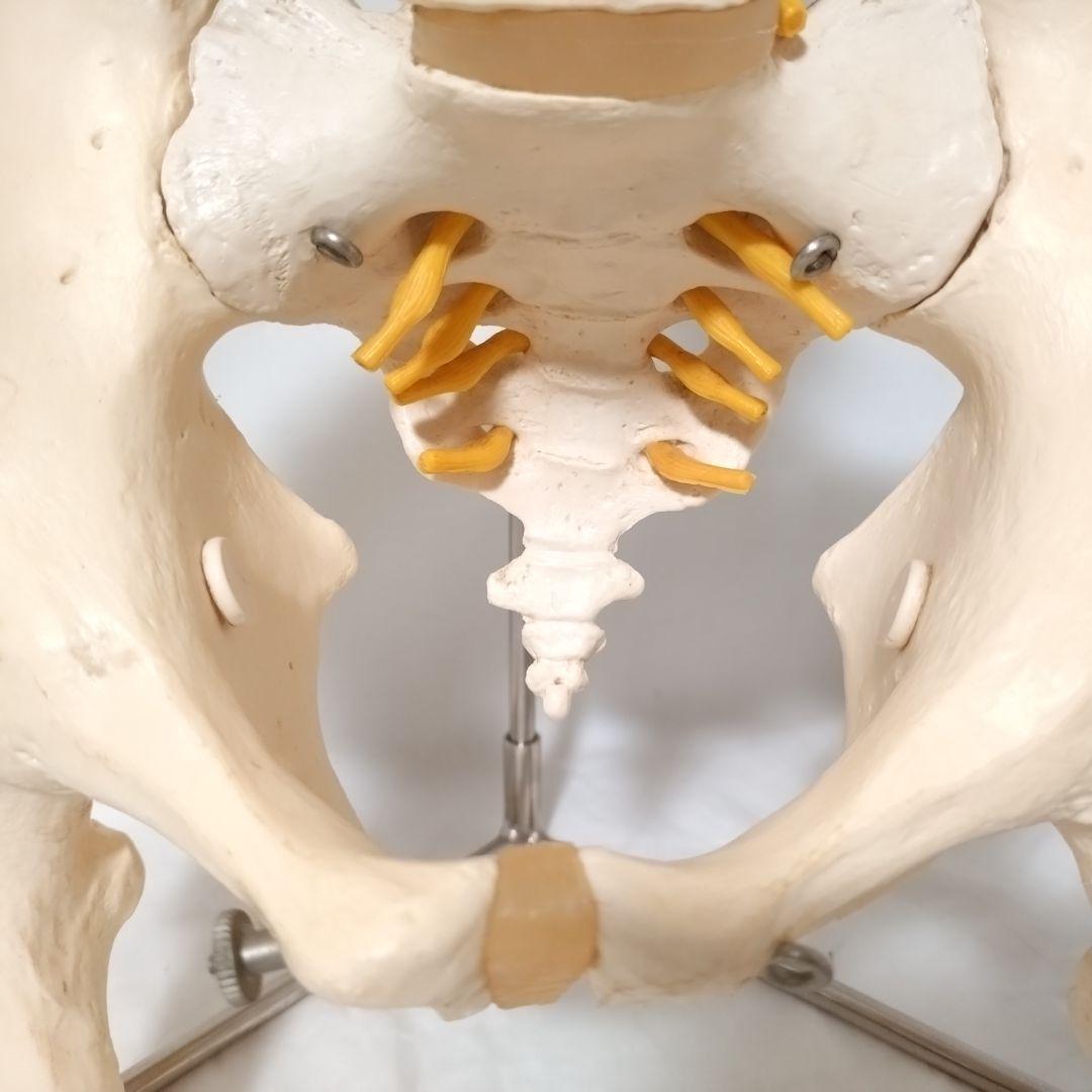3B Scientific　人体模型　脊柱・脊椎骨　脊柱可動型モデル　骨格標本