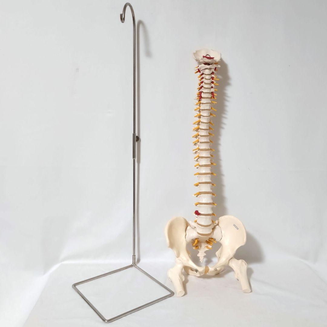 3B Scientific　人体模型　脊柱・脊椎骨　脊柱可動型モデル　骨格標本