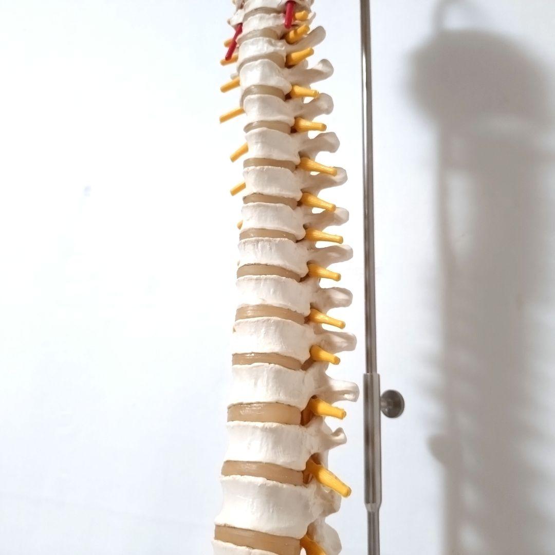 3B Scientific　人体模型　脊柱・脊椎骨　脊柱可動型モデル　骨格標本