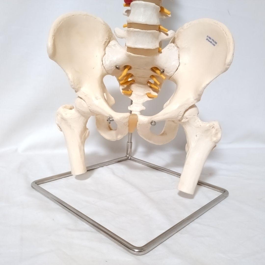3B Scientific　人体模型　脊柱・脊椎骨　脊柱可動型モデル　骨格標本